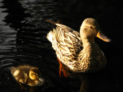 Résultat de recherche: Col-vert et canneton