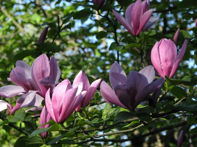 Résultat de recherche: Magnolias