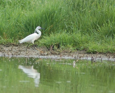 Résultat de recherche: aigrette garzette