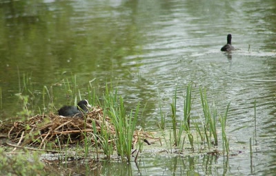 Œuvre de insousiant:  nid de foulque