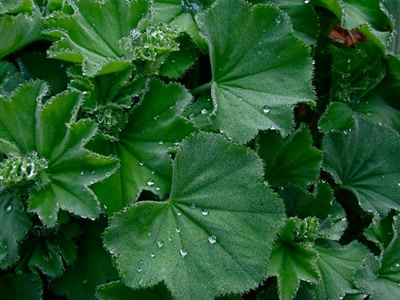 Résultat de recherche: Pluie et ses effets