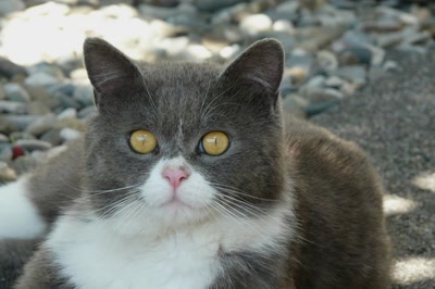 Résultat de recherche: Regard de chat