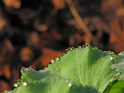 Résultat de recherche: Des gouttes formant une dentelle