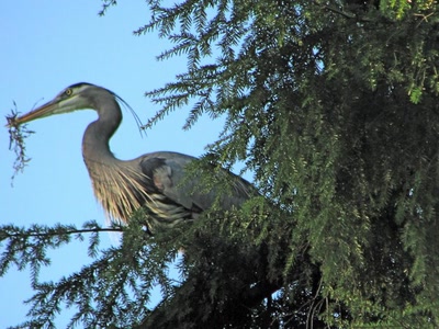 Résultat de recherche: Il fait son nid