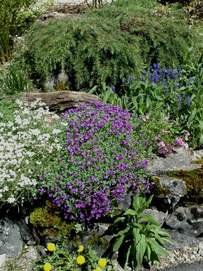 Résultat de recherche: fleurs