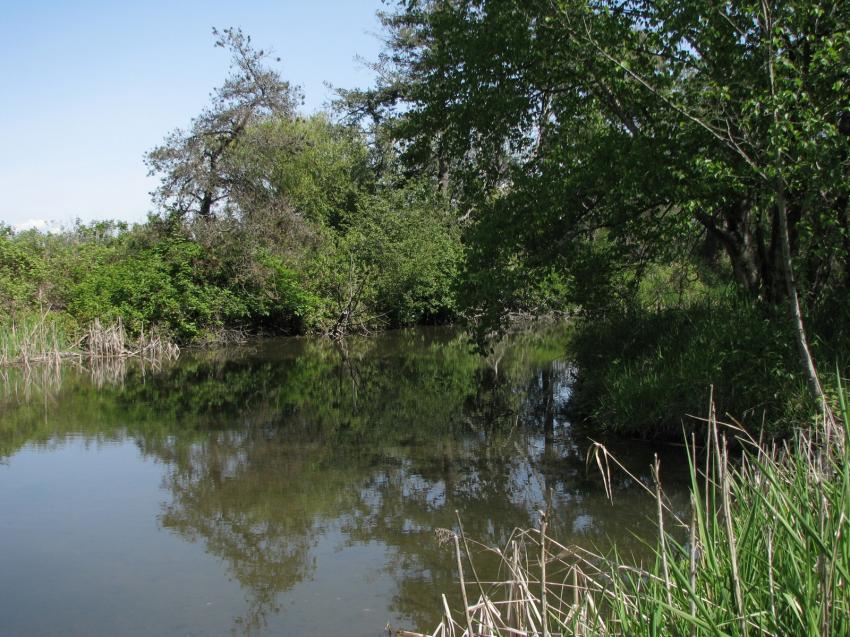 Refuge d'oiseau à Ladner au su\d de Vancouver