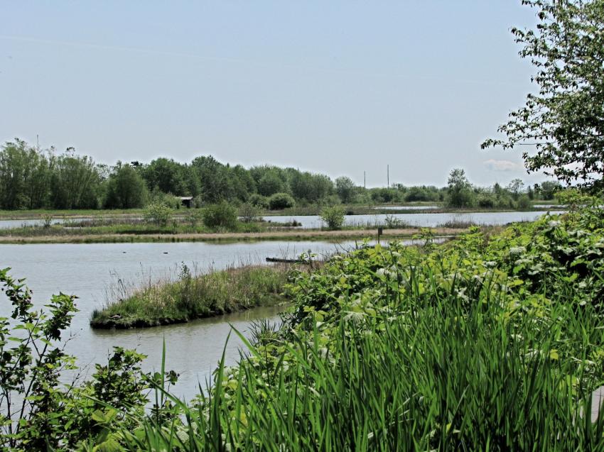 Refuge d'oiseau à Ladner au su\d de Vancouver