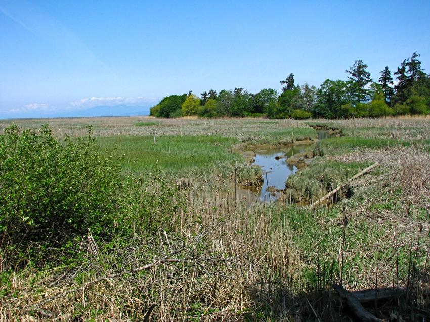 Refuge d'oiseau à Ladner au sud de Vancouver