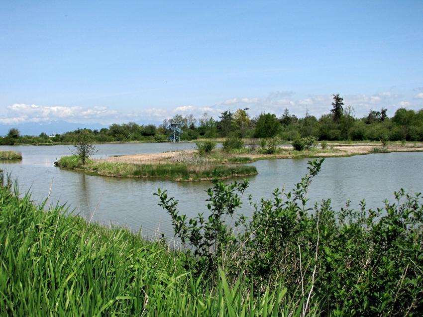 Refuge d'oiseau à Ladner au su\d de Vancouver