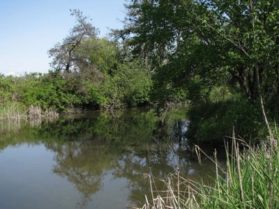 Résultat de recherche: Refuge d'oiseau à Ladner au su\d de Vancouver
