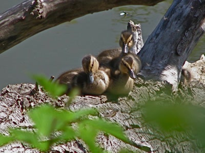 Résultat de recherche: Cannetons