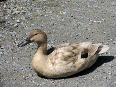 Résultat de recherche: Canard au bec bleu
