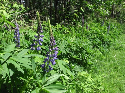 Résultat de recherche: Fleurs et plante au refuge d'oiseaux