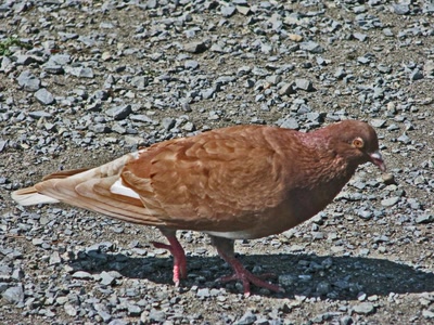 Résultat de recherche: Pigon