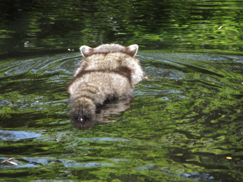 Raton laveur en nageant