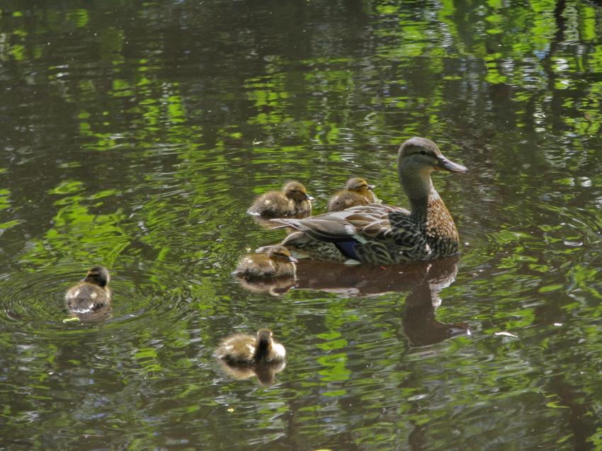 Famille de Cols-verts