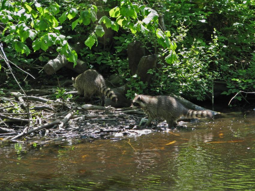 Deux jeunes ratons laveur