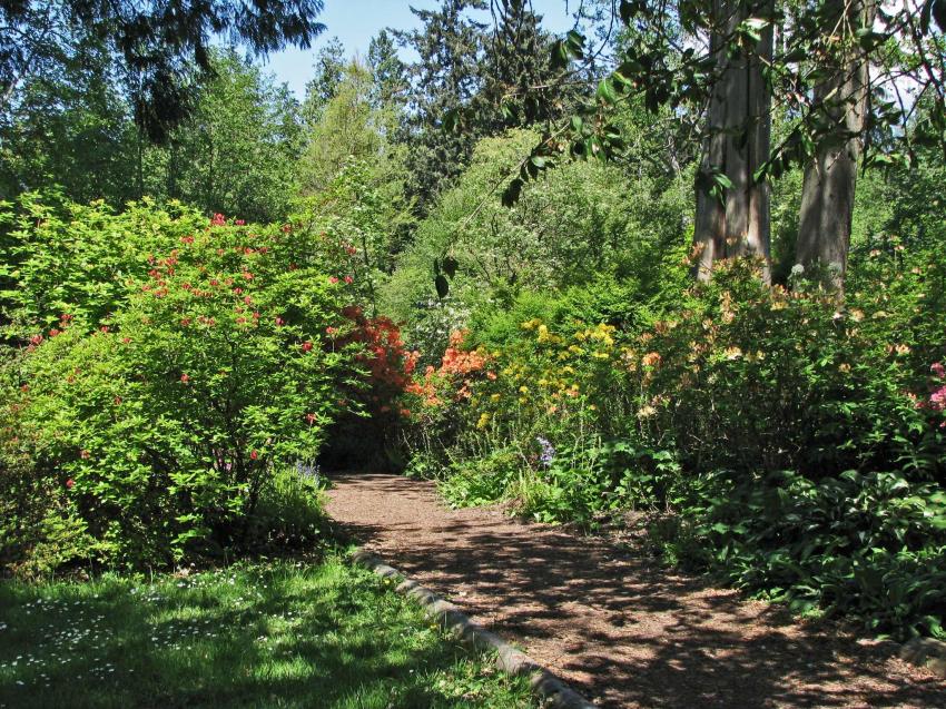 Le côté des rhodos à Stanley Park