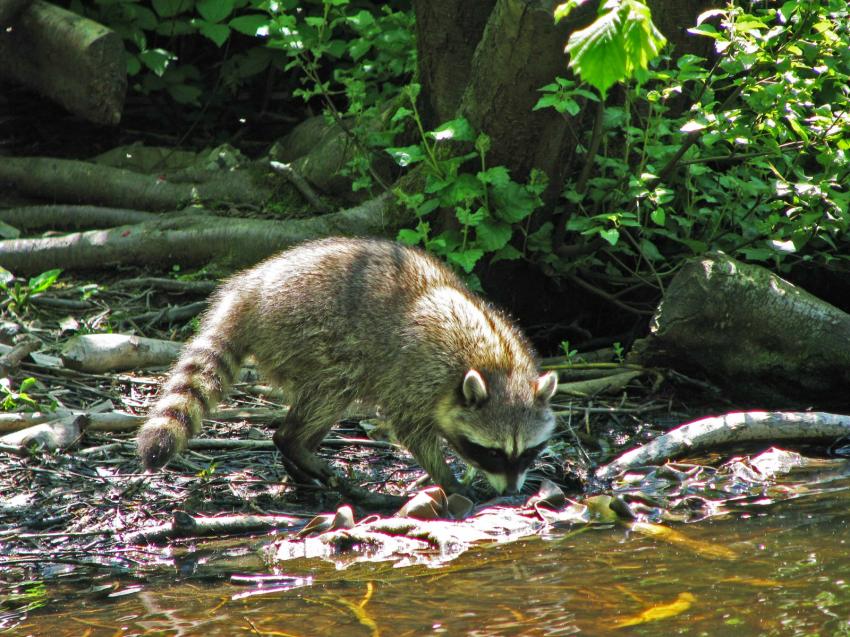 Raton laveur dans son élément