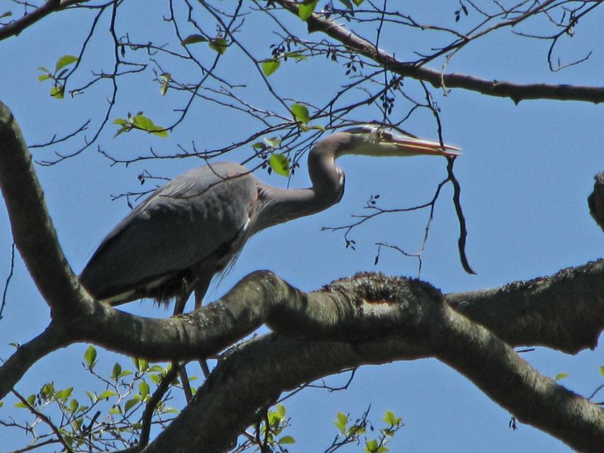 Heron et sa branche pour construire son nid
