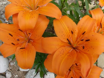 Œuvre de Magritte2: essai de photo de fleur