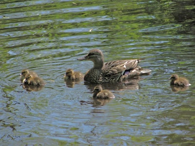 Résultat de recherche: Famille de Cols-verts