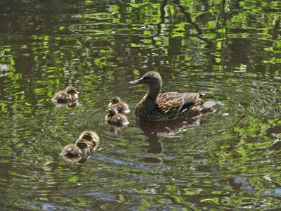Famille de Cols-verts
