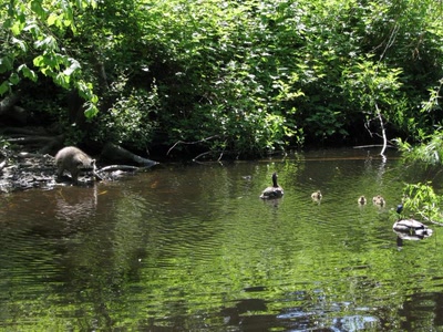 Résultat de recherche: Raton laveur chercheant des crabes