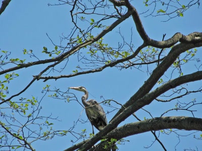 Résultat de recherche: Héron qui cherche des branches pour son nid