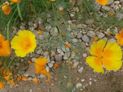 Œuvre de Magritte2: essai de photo de fleur