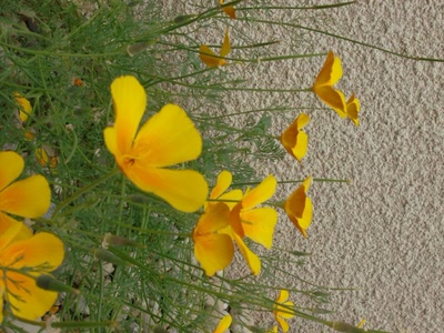 Œuvre de Magritte2: essai de photo de fleur