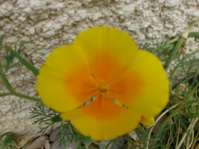 Œuvre de Magritte2: essai de photo de fleur