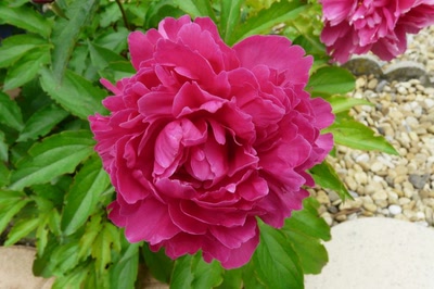 Résultat de recherche: Une pivoine de mon jardin ...