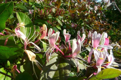 Résultat de recherche: chèvrefeuille odorant