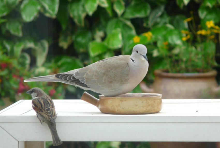 Des habitués de la mangeoire