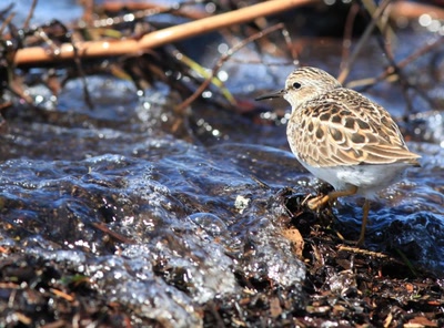 Résultat de recherche: Alouette