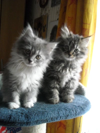 Œuvre de padel: chaton