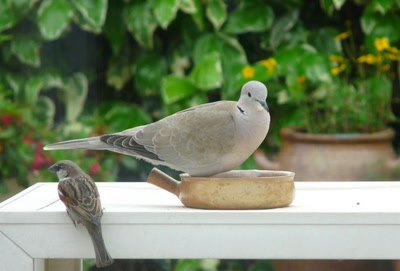 Résultat de recherche: Des habitués de la mangeoire