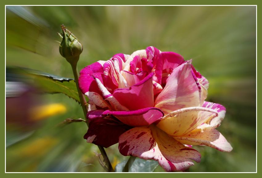 Rose Brocéliande.