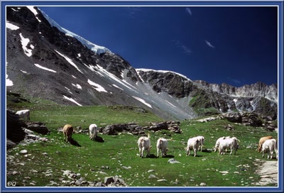 Résultat de recherche: Troupeau en haute altitude.