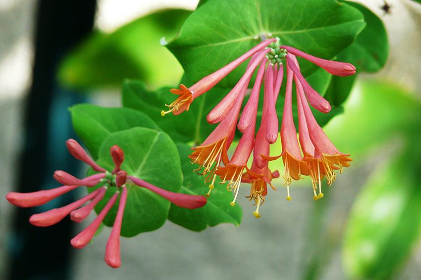 Une autre variété de chèvrefeuille