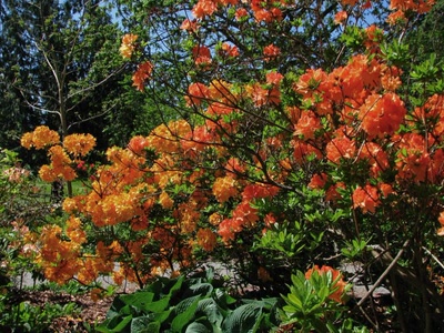 Résultat de recherche: Rhododendrons a Stanley Park Vancouver