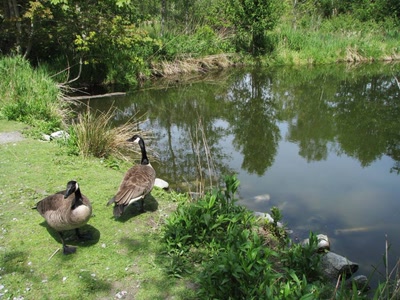 Bernaches faisant la sieste