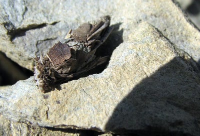 Résultat de recherche: Le nom de cet insecte ??