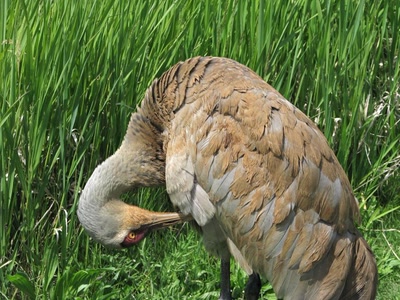 Résultat de recherche: Grue canadienne