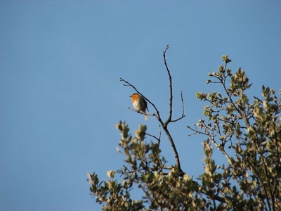 Résultat de recherche: Bonjour le jour