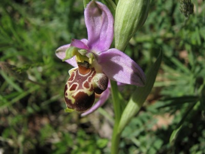 Résultat de recherche: Ophrys bourdon