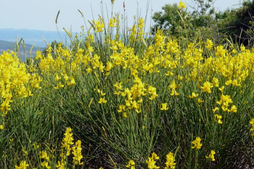 Une belle touffe de genêts