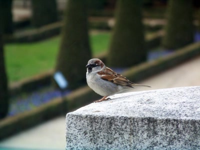 Résultat de recherche: Le faucon redoutable guette ses victimes.