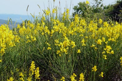 Résultat de recherche: Une belle touffe de genêts